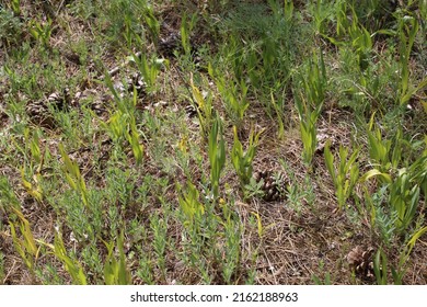 Colchicum Turcicum, Colchicaceae. Wild Plant Shot In Spring.