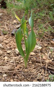 Colchicum Turcicum, Colchicaceae. Wild Plant Shot In Spring.