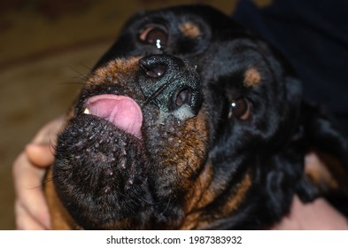 Cold Or Allergic Diseases In Pets. The Runny Nose In A Pet. Black Dog Licks Snotty Nose With Tongue Out. Veterinary Medicine.