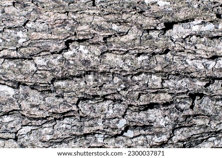 
cold background, warm background, tree bark, cold shade, natural background, rough pattern, pattern on the trunk