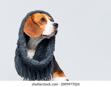 Cold Beagle Dog In A Scarf In The Studio