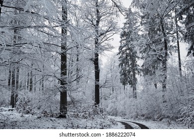 Cold day in a snowy winter forest in the Eifel