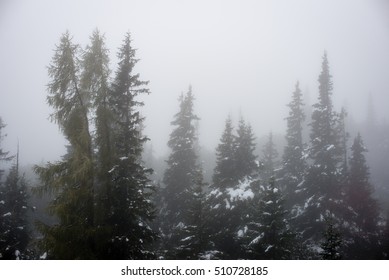 cold day in the snowy winter forest with fog and frost - Shutterstock ID 510728185