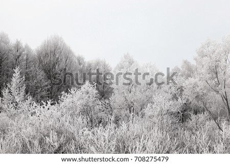 Similar – Image, Stock Photo powder forest Environment