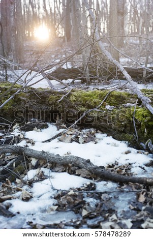 Cold forest during winter, with moss and fallen trees in Midwest. 