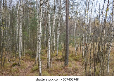Cold forest at late autumn