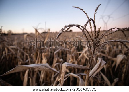 Cold front hits the state of Paraná