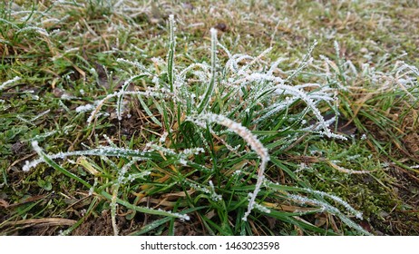 Cold Frost On A Bit Of Grass