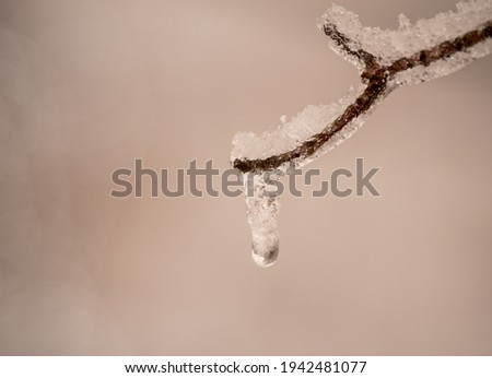 Similar – Snowy Bunting Twig Snowcap