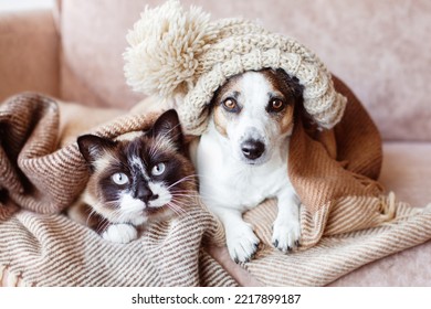 Cold at home, dog and cat are basking in a hat and under warm blanket. Dog and cat together under plaid - Shutterstock ID 2217899187