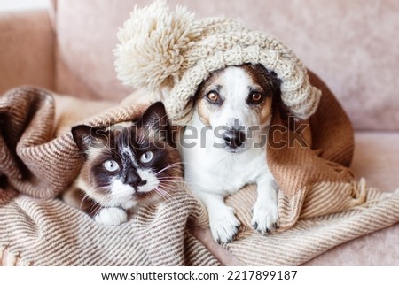 Cold at home, dog and cat are basking in a hat and under warm blanket. Dog and cat together under plaid