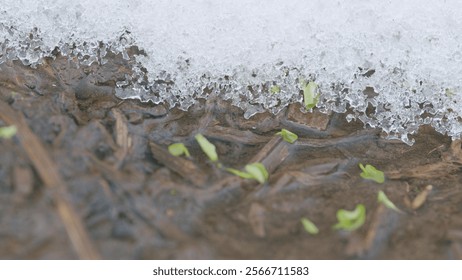 Cold invigorating waters of a clear spring stream with the first shoots of green vegetation, snow lies on the banks. Slow motion.