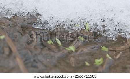 Cold invigorating waters of a clear spring stream with the first shoots of green vegetation, snow lies on the banks. Slow motion.