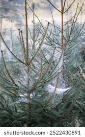 Cold looking spruce with spider webs in Halloween sunrise, pine spider webs, Close up vertical
