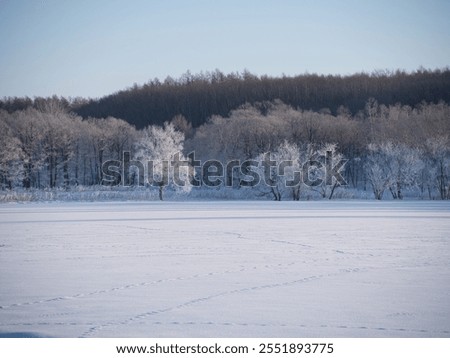 cold mist and dead tree in winter morning
