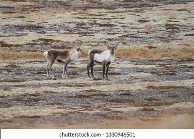 Cold morning in the eastern Iceland, Wild reindeers herd	