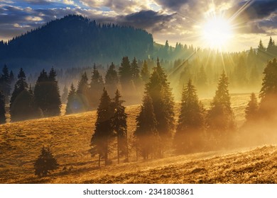 cold morning fog in conifer forest in mountains of Romania at sunset. beautiful countryside scenery in evening light