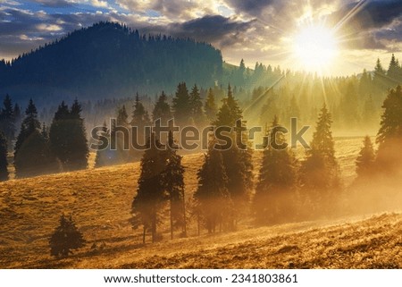 cold morning fog in conifer forest in mountains of Romania at sunset. beautiful countryside scenery in evening light