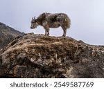 cold mountain goat in Nepal