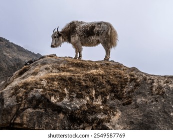 cold mountain goat in Nepal - Powered by Shutterstock