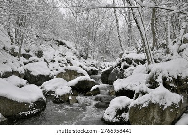 A cold mountain river winds between large snowcovered rocks, surrounded by a dense forest of bare trees coated in white. The dark moving water contrasts with the thick, untouched snow, creating a serene winter scene filled with stillness, texture and natural beauty.