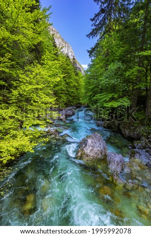 Cold mountain stream coming from Savica waterfall, river Sava near lake Bohinj, Slovenian Alps, Slovenia. The Sava Bohinjka is a headwater of the Sava River in northwestern Slovenia. Stok fotoğraf © 