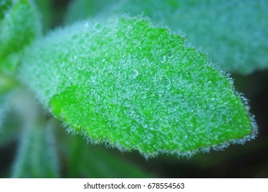 Cold on the leaf Doi Inthanon, National Park, Chiang Mai Thailand
