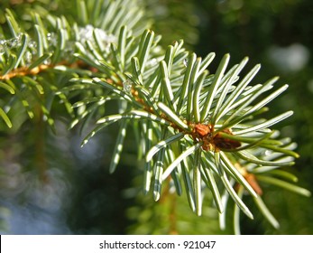 Cold Pine Tree