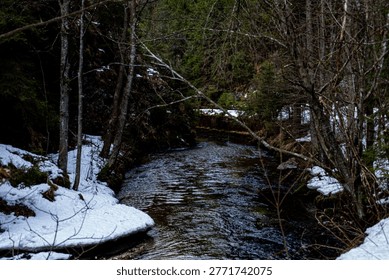Cold river flows through the forest