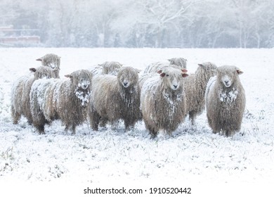 cold sheep in a field