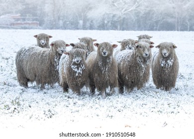   cold sheep in the snow