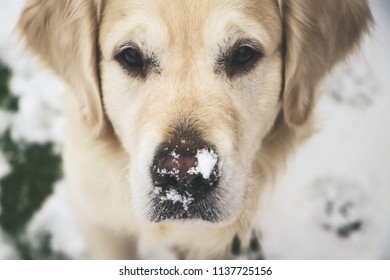 Dog Stock Photo And Image Collection By Nicholas Feather Shutterstock