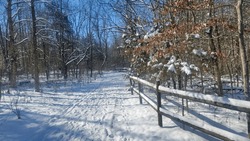 Cold Snowy Fence Forest Landscape