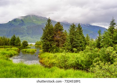 Cold Waters Fed By The Melting Mendenhall Glacier, Runs Through Trees And Native Plants In Juneau, Alaska