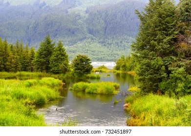 Cold Waters Fed By The Melting Mendenhall Glacier, Runs Through Trees And Native Plants In Juneau, Alaska