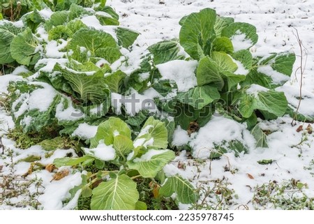 Cold weather and snowfall fall in an orchard. The field with agricultural crops was covered with snow and ice. Organic winter vegetables stand up to cold weather and feed people.