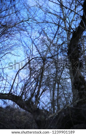 Similar – Image, Stock Photo Old apple tree Tree