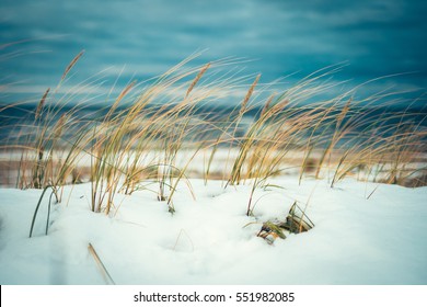 Cold Wind Blowing Reeds At Snow Covered Beach In Winter