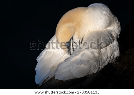 Cold wind blowing, sun sinking below the cliff and a Gannet enjoying the last warmth before nightfall