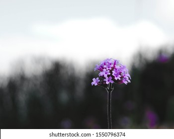 Cold Wind And Verbena Bonariensis Lollipop ,Nature Background