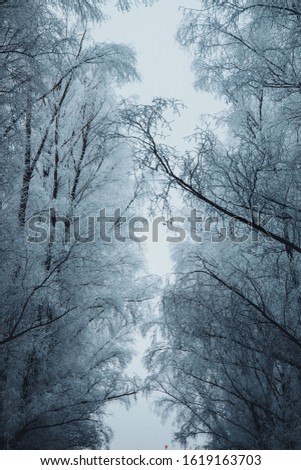 Similar – Image, Stock Photo Neverglade Environment