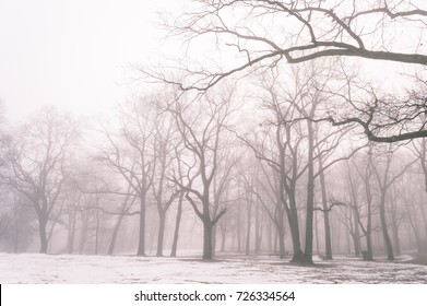 cold winter city park in mist with snow covered tree trunks - vintage old look