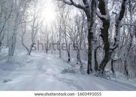 Similar – Winter fog on the footpath