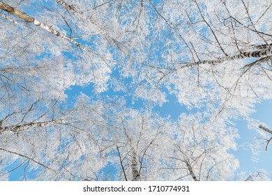 Cold Winter Landscape: Bottom View Of Frosty Pure White Birch Trees With A Light Blue Sky In The Background