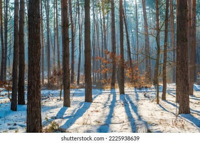 Cold winter morning in the forest. Beautiful winter scene