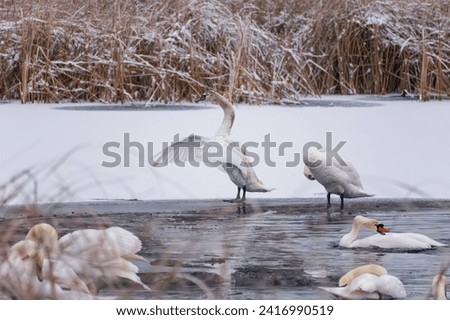 It was a cold winter morning when i decided to go for a walk around the lake near my city, when I saw a group of Swans sitting together on a frozen lake. Luckily i had my camera with me. 