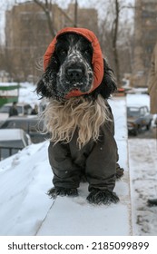 Cold Winter In Russia Dog Dressed In Winter Clothes