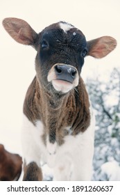 Cold Winter Season On Cow Farm Shows Baby Cow With Snowflake On Nose, Adorable Calf Portrait Outdoors.