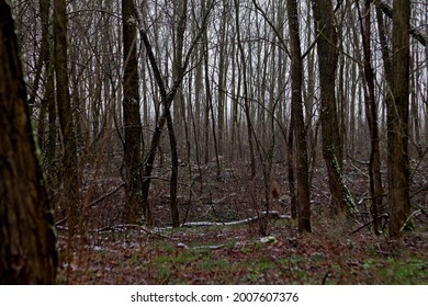Cold Winter Snowy Scary Forest - Shutterstock ID 2007607376