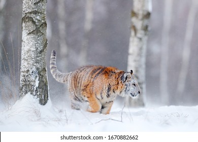 Cold Winter In Taiga, Russia. Snowflakes With Wild Amur Cat. Tiger In Wild Winter Nature, Running In The Snow. Siberian Tiger, Panthera Tigris Altaica. Action Wildlife Scene With Dangerous Animal. 